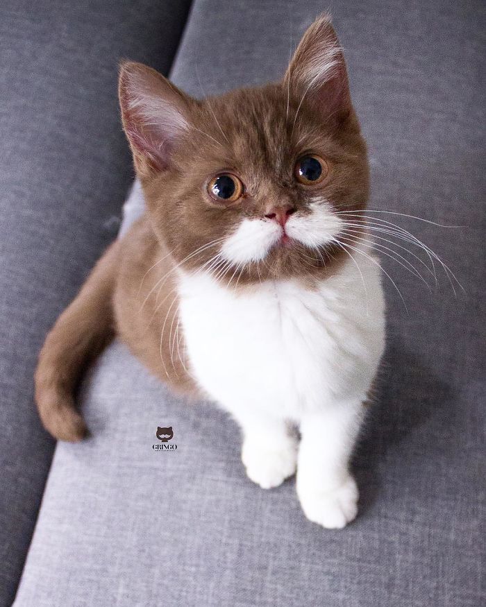 Meet Gringo, The Gentlemanly-Looking Cat With A Mustache!