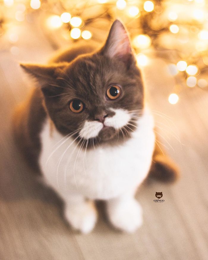 Meet Gringo, The Gentlemanly-Looking Cat With A Mustache!