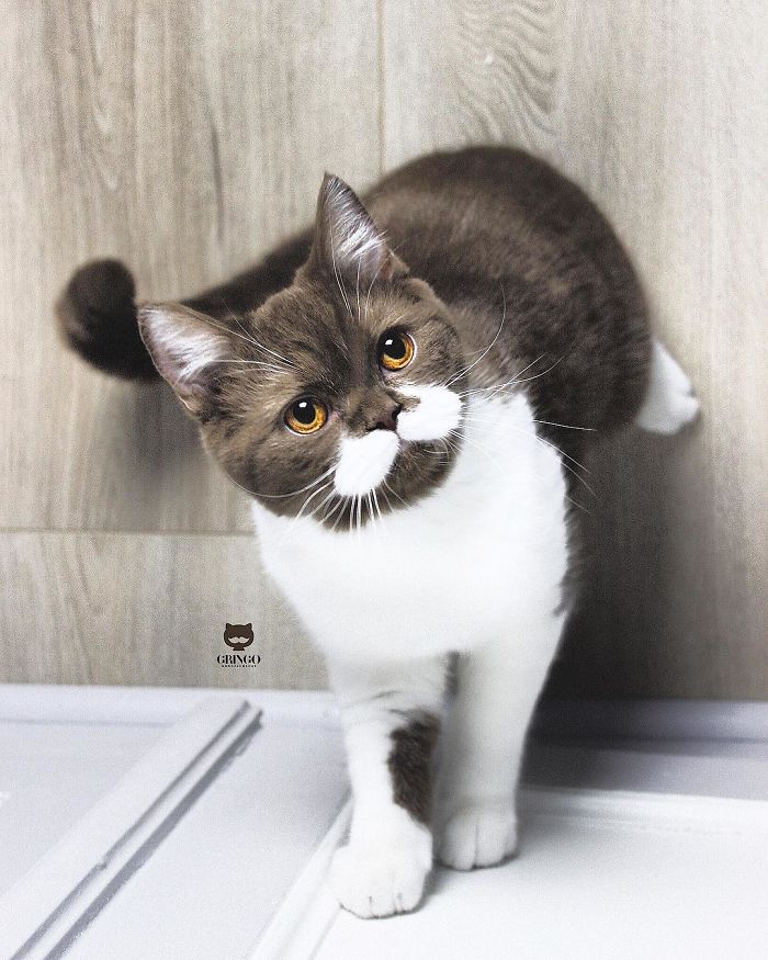 Meet Gringo, The Gentlemanly-Looking Cat With A Mustache!