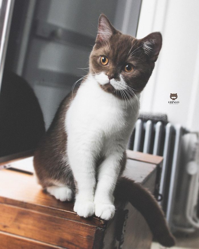 Meet Gringo, The Gentlemanly-Looking Cat With A Mustache!