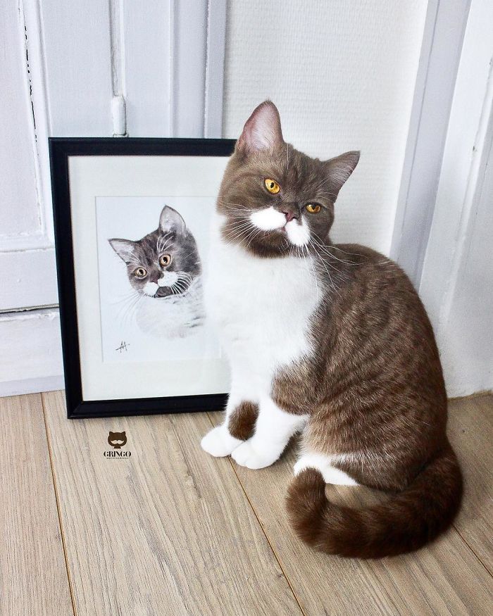 Meet Gringo, The Gentlemanly-Looking Cat With A Mustache!