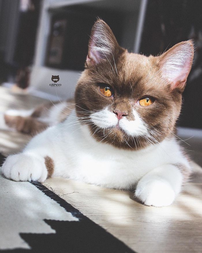 Meet Gringo, The Gentlemanly-Looking Cat With A Mustache!