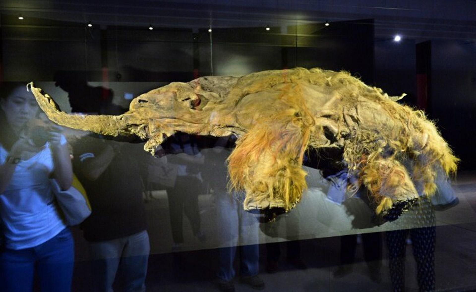 28,000-Year-Old Woolly Mammoth Cells Brought Back To Life By Scientists