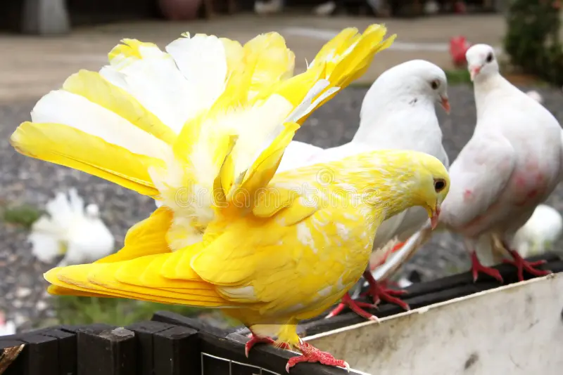 The Yellow Pigeons: Let's admire the iridescent and brilliant beauty under the sun of this beautiful pigeon.TS - Pet Care Blog