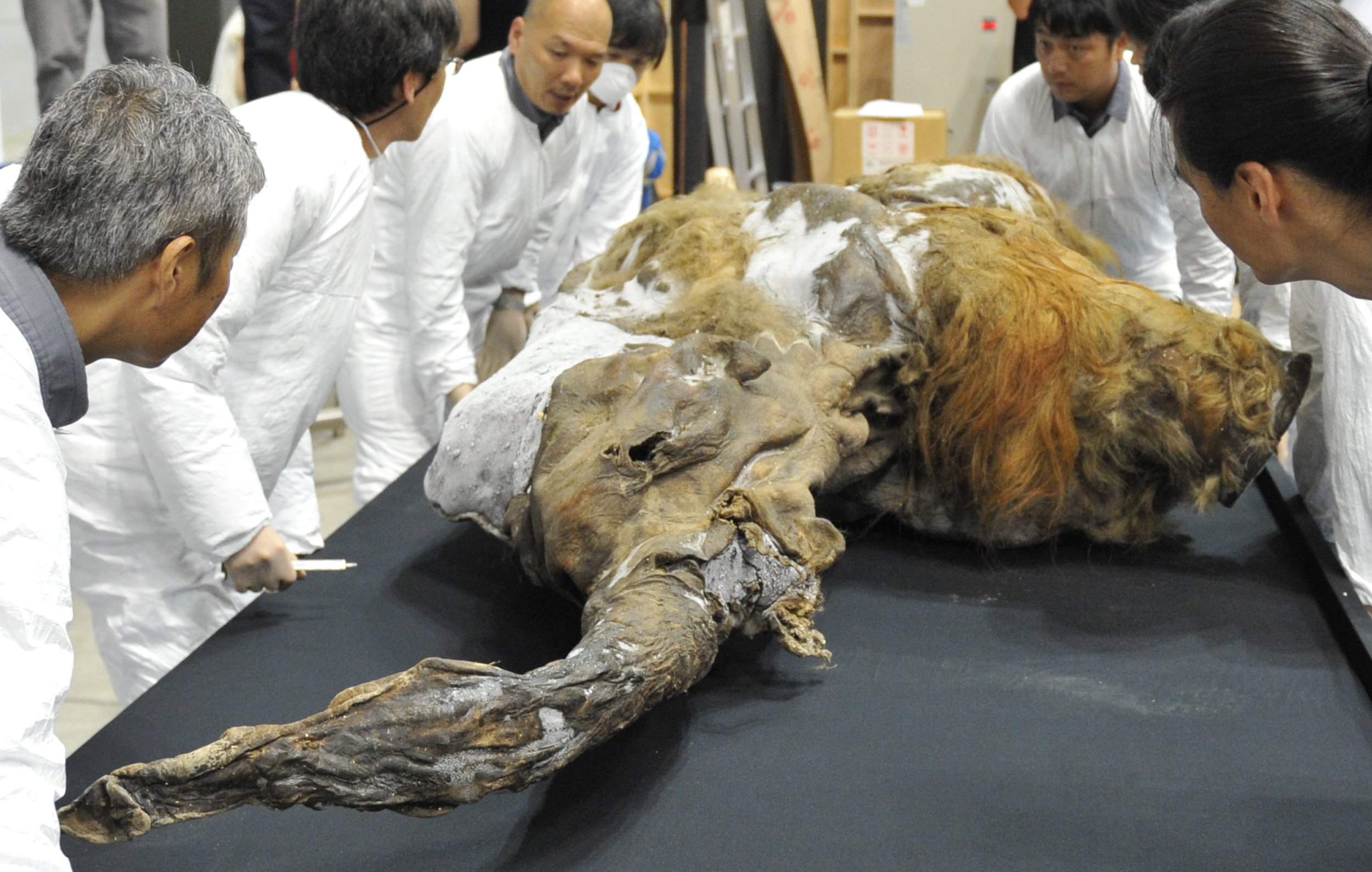 28,000-Year-Old Woolly Mammoth Cells Brought Back To Life By Scientists