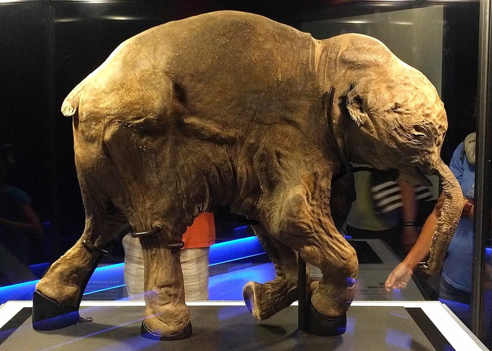 28,000-Year-Old Woolly Mammoth Cells Brought Back To Life By Scientists