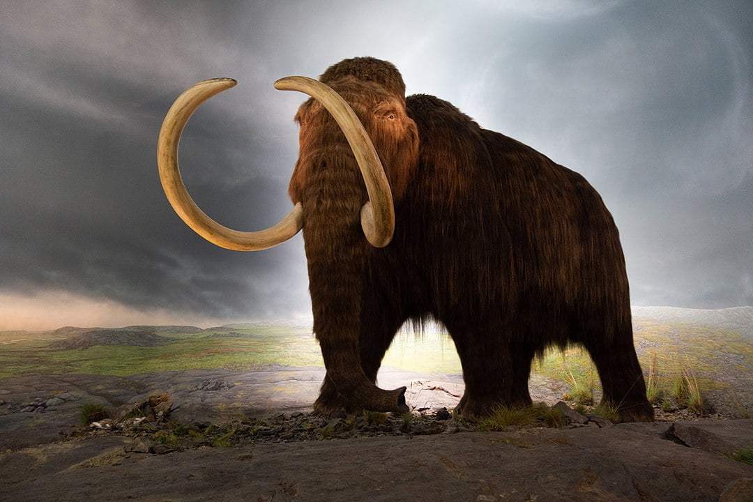 28,000-Year-Old Woolly Mammoth Cells Brought Back To Life By Scientists