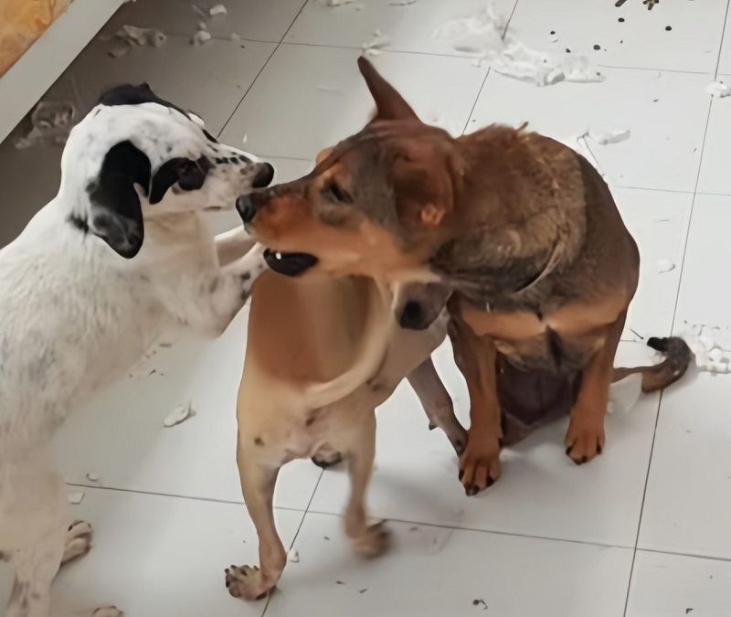The Poor Dog Was Run Over By A Train But Still Trying To Overcome Her Fate – Puppies Love