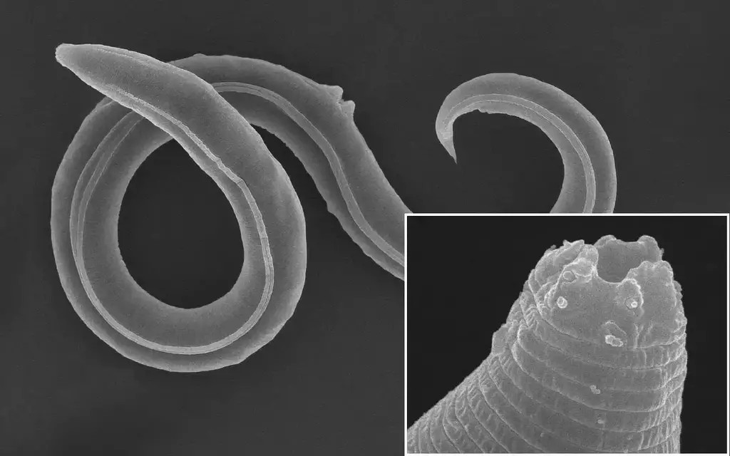 An ancient species of roundworm was awakened by scientists after 46,000 years of hibernation in fossil squirrel caves from the late Pleistocene. - Pet Care Blog