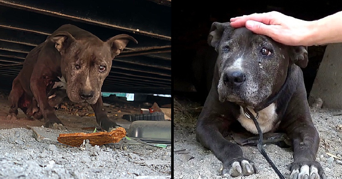 Deserted Dog Rotting Away for 9 Years Sees a Glimmer of Hope in Her Final Days – Puppies Love