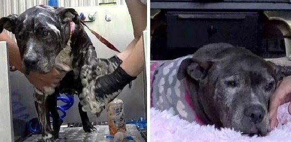 Deserted Dog Rotting Away for 9 Years Sees a Glimmer of Hope in Her Final Days – Puppies Love