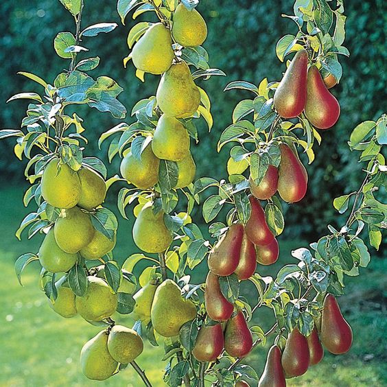 A Feast For The Senses: Unveiling Two-Toned Apple Trees In A Visual And Flavorful Extravaganza - Nature and Life