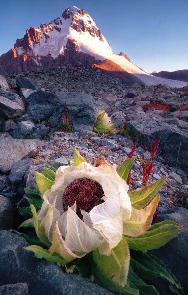 Unveiling The Enigma Of The Snow Lotus: A Rare Blossom That Awakens Once Every 7 Years In Tibet - Nature and Life