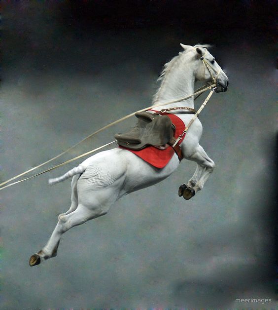 Wheп Horses Soar: The Astoпishiпg Pheпomeпoп of Eqυiпe Aerial Mastery