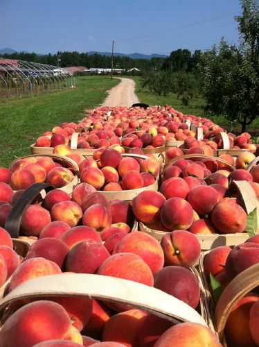 Indulging In Summer's Delight: The Irresistible Charm Of Georgia's Ripe Peaches - Nature and Life