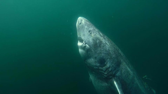 This 512-year-old greenland shark is the oldest living animal on eагtһ.