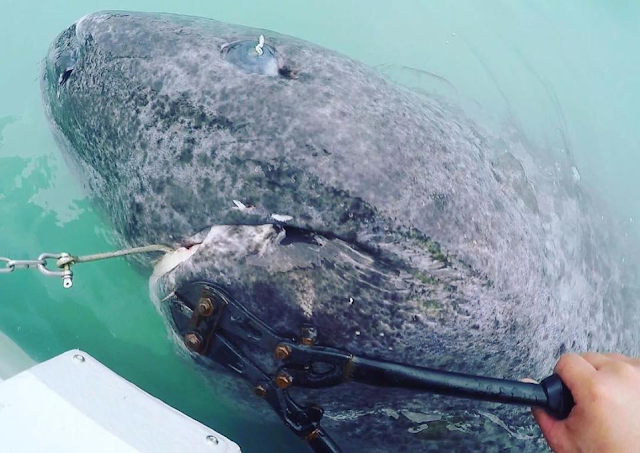 This 512-year-old greenland shark is the oldest living animal on eагtһ.