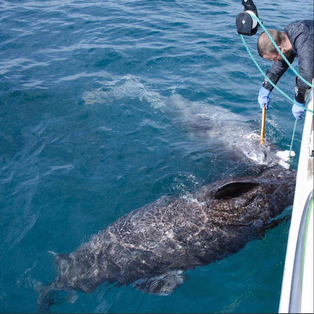 This 512-year-old greenland shark is the oldest living animal on eагtһ.