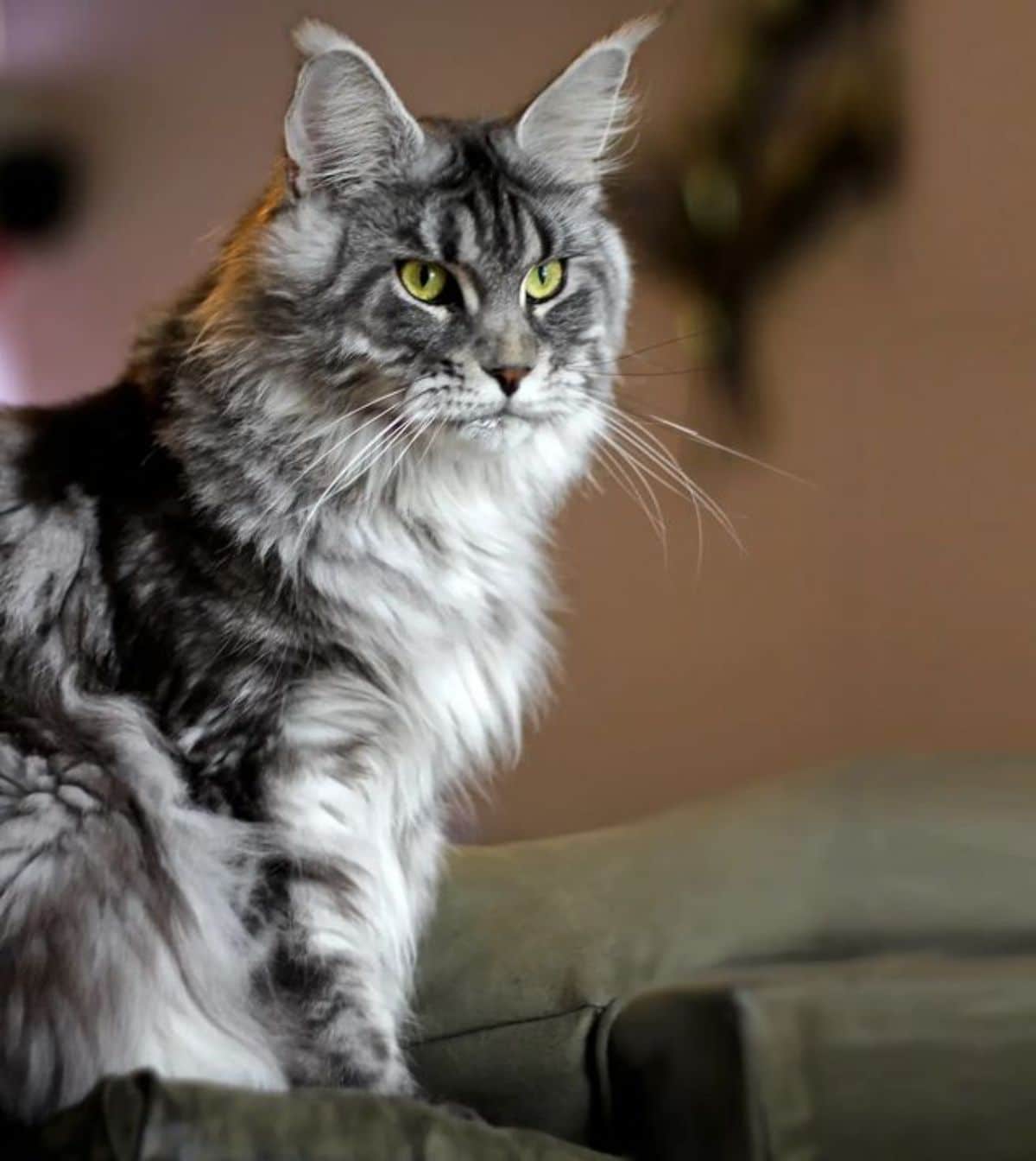 "Adore These 17 Charming Maine Coon Cats with Silver Tabby Fur" - yeudon