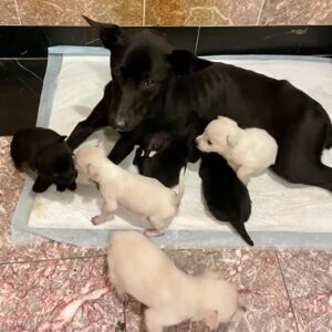 1 month Struggle to survive, A stray mom dog without two front feet begging help for her 6 pups