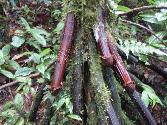 Natural Formation Takes On Phallic Resemblance, Eliciting Discomfort Among Onlookers - Amazing Nature