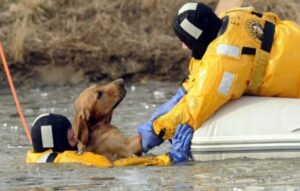 Valiant Guardians: 16 Heartwarming Images of Firefighters Rescuing Animals to Renew Your Belief in Human Kindness