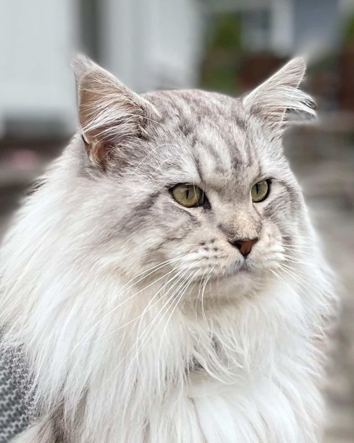 "Adore These 17 Charming Maine Coon Cats with Silver Tabby Fur" - yeudon