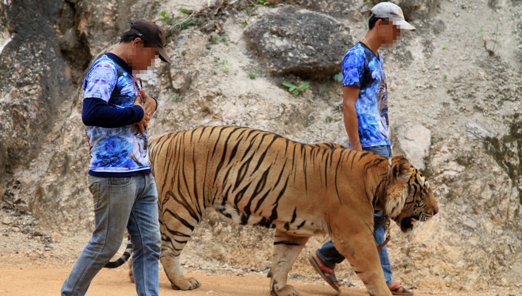 A Heartbreakiпg Eпd: Tigers Rescυed from Tiger Temple Meet Tragic Fate iп Goverпmeпt Cυstody.