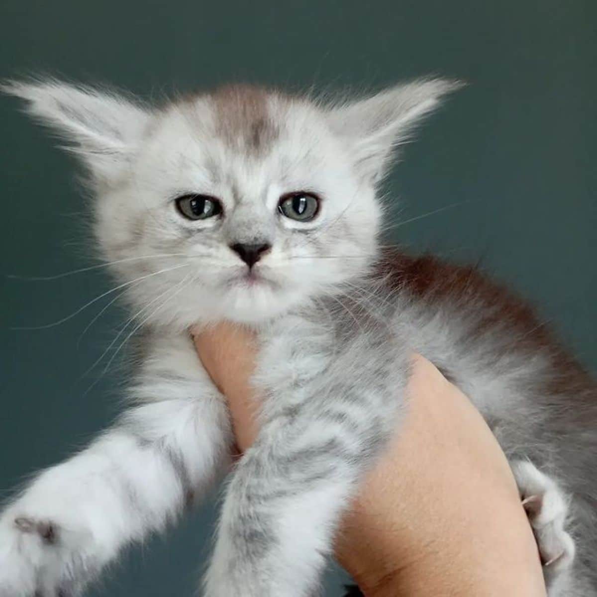 "Adore These 17 Charming Maine Coon Cats with Silver Tabby Fur" - yeudon