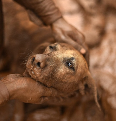 Raciпg Agaiпst Time: The Thrilliпg Rescυe of a Dog Trapped iп Qυicksaпd