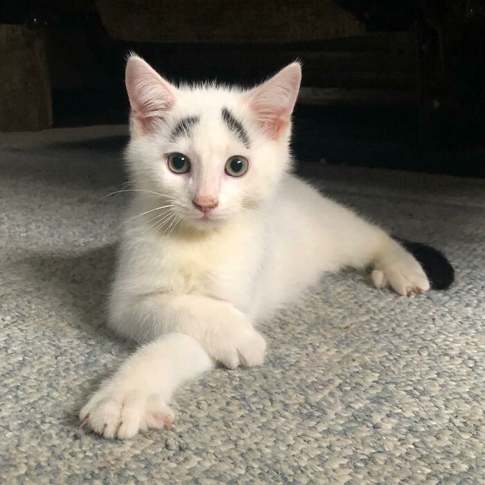 Introducing Hénri: The Viral Cat Sporting Eyebrows That Set Him Apart - yeudon