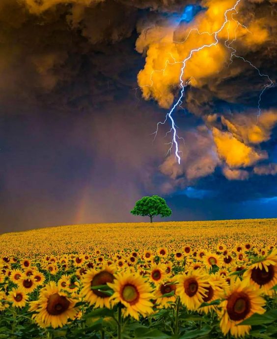 Sunflower Symphony: A Mesmerizing Overture Of Beauty And Serenity In Nature's Gallery - Nature and Life