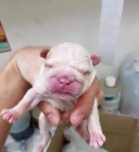 Millions of people’s hearts melt at the sight of a mother dog that passed away after giving birth