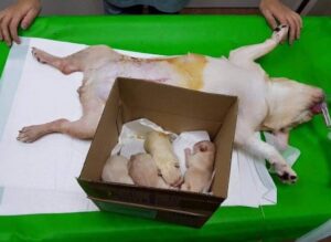 Millions of people’s hearts melt at the sight of a mother dog that passed away after giving birth