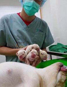 Millions of people’s hearts melt at the sight of a mother dog that passed away after giving birth