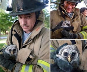 Valiant Guardians: 16 Heartwarming Images of Firefighters Rescuing Animals to Renew Your Belief in Human Kindness