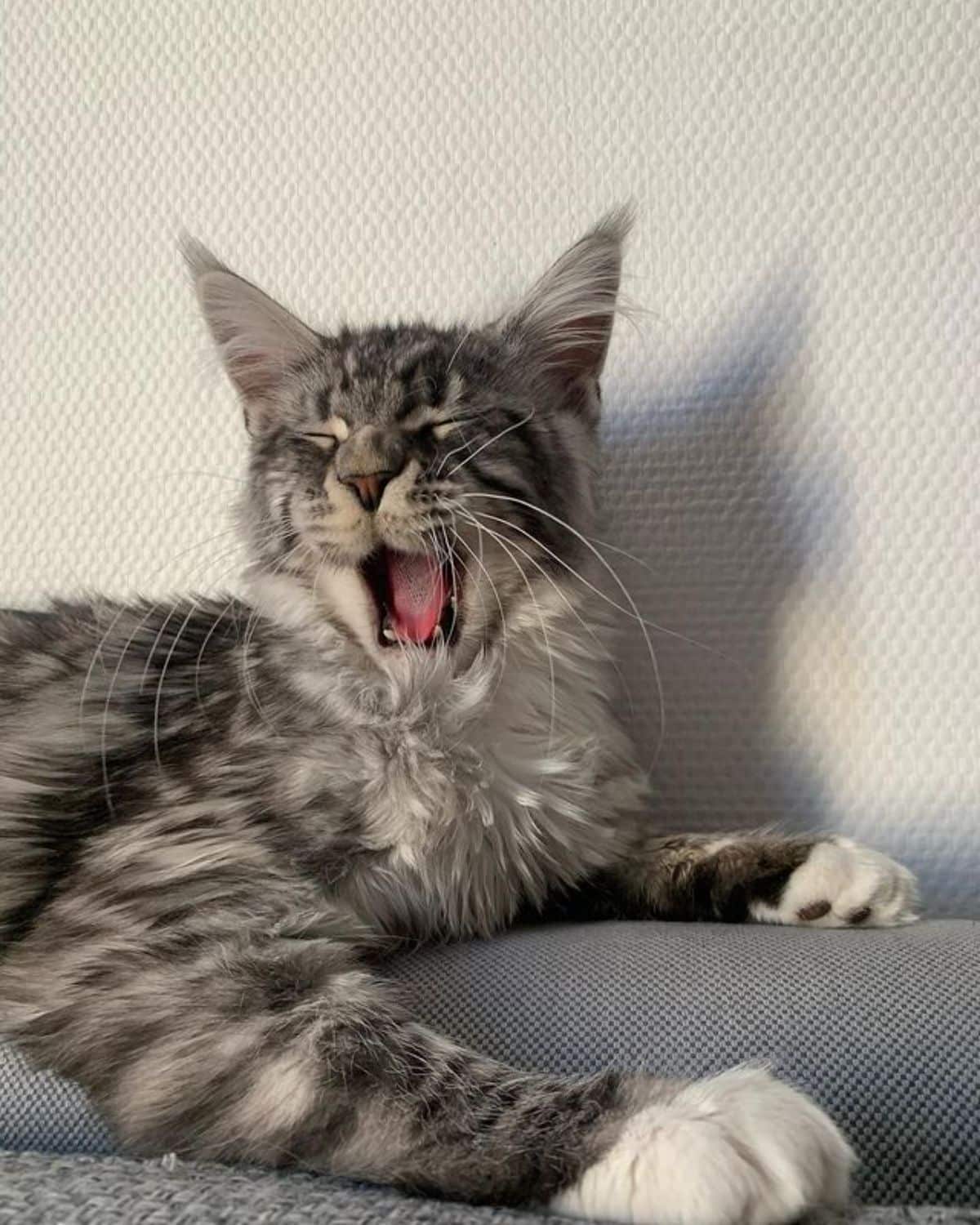 "Adore These 17 Charming Maine Coon Cats with Silver Tabby Fur" - yeudon