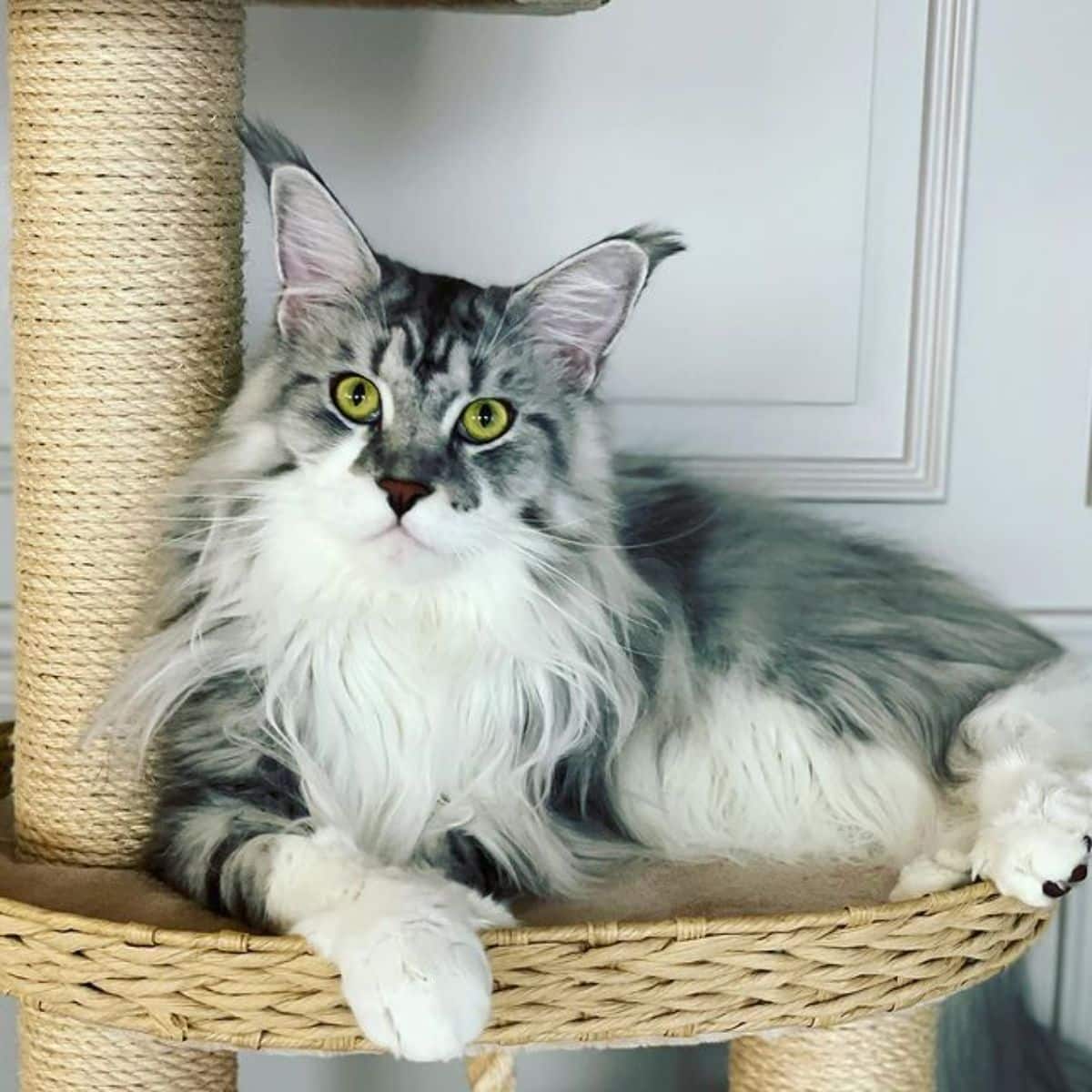 "Adore These 17 Charming Maine Coon Cats with Silver Tabby Fur" - yeudon