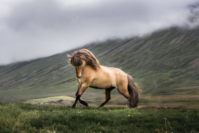 Photographer Takes Photos Of Icelandic Horses – The Oldest Horse Breed In The World