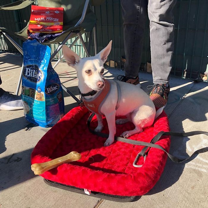 This Heroic Veterinarian Is Walking Around California Treating Homeless People’s Dogs For Free