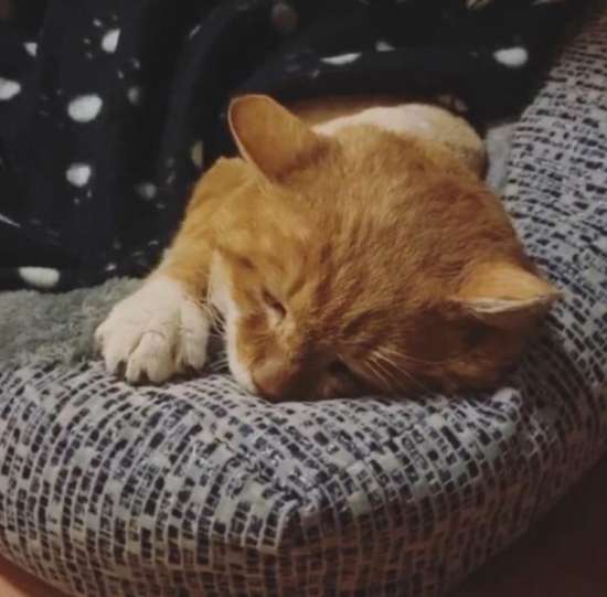 Barely Hanging On A Three-Legged Cat Returns To The House Where He Was Once Shown Kindness