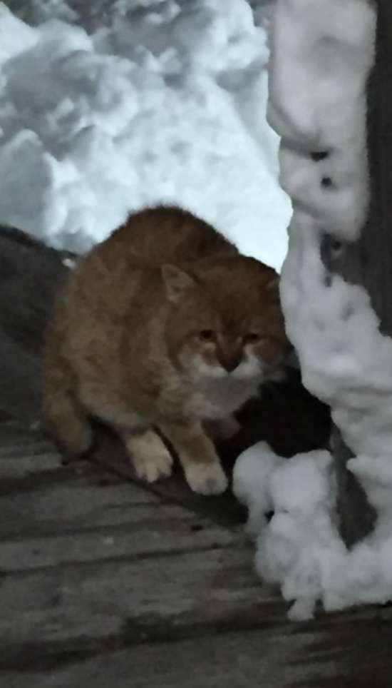 Barely Hanging On A Three-Legged Cat Returns To The House Where He Was Once Shown Kindness