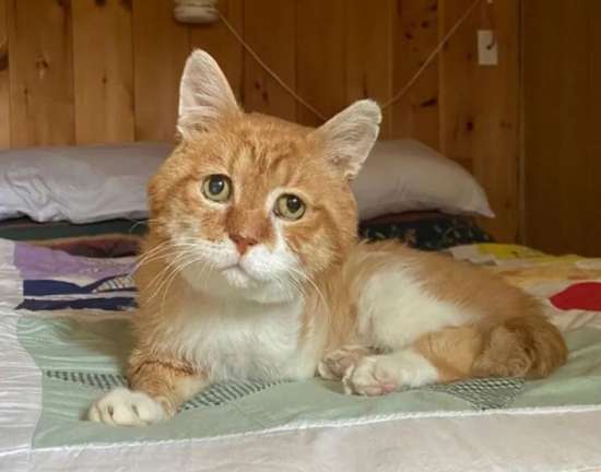 Barely Hanging On A Three-Legged Cat Returns To The House Where He Was Once Shown Kindness