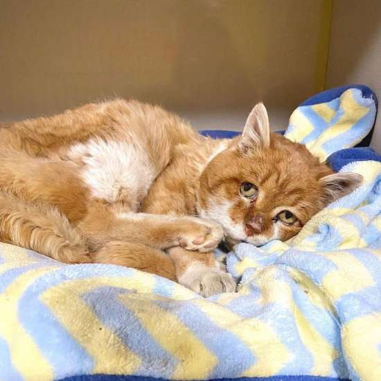 Barely Hanging On A Three-Legged Cat Returns To The House Where He Was Once Shown Kindness