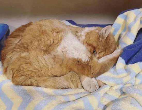 Barely Hanging On A Three-Legged Cat Returns To The House Where He Was Once Shown Kindness