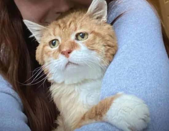 Barely Hanging On A Three-Legged Cat Returns To The House Where He Was Once Shown Kindness