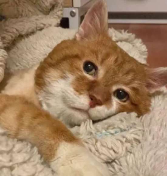 Barely Hanging On A Three-Legged Cat Returns To The House Where He Was Once Shown Kindness