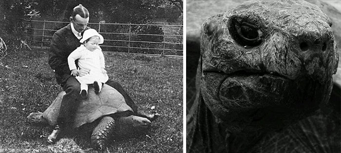 Jonathan, A 189-Year-Old Tortoise, Was Photographed In 1902 And Is Still Alive Today