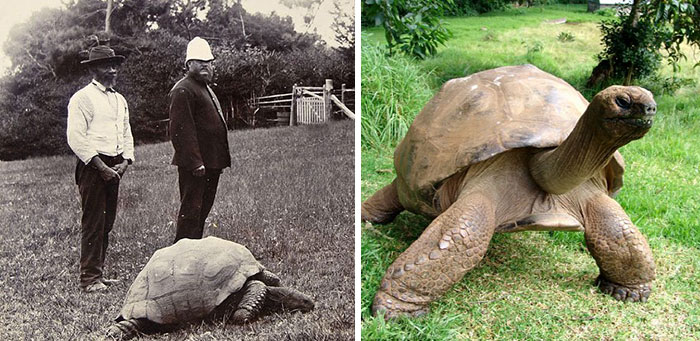 Jonathan, A 189-Year-Old Tortoise, Was Photographed In 1902 And Is Still Alive Today