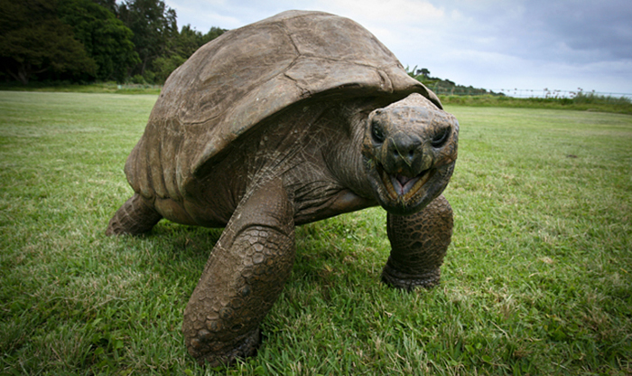 Jonathan, A 189-Year-Old Tortoise, Was Photographed In 1902 And Is Still Alive Today